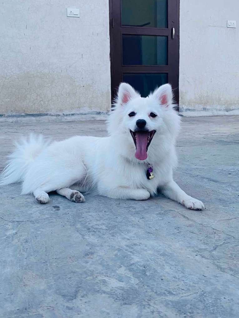 Pomeranian Dogs For Mating In Patiala