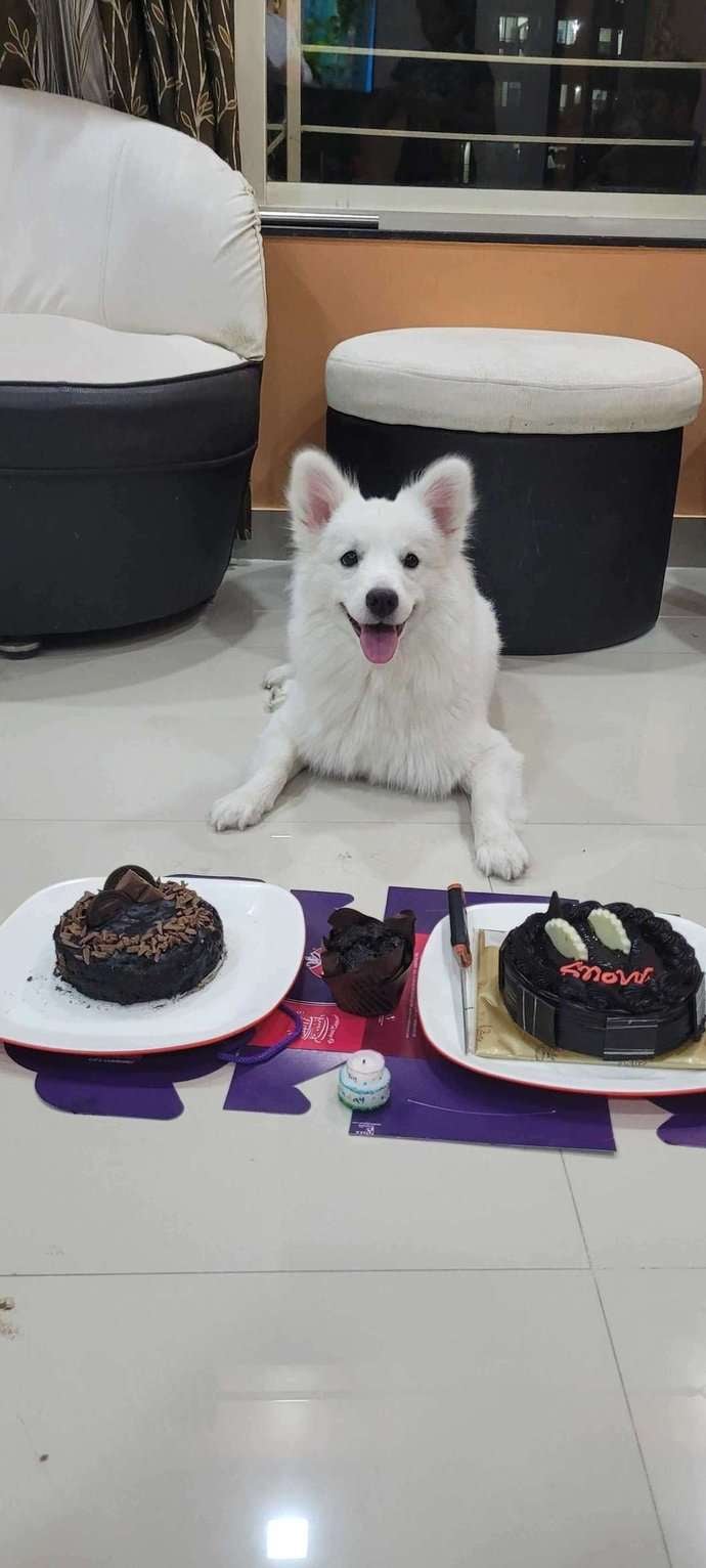 Pomeranian Dogs For Mating In Pune