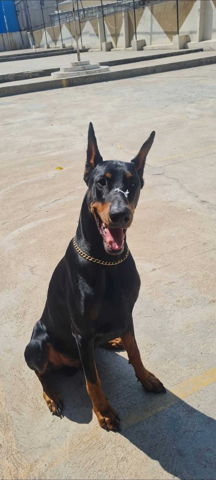 Doberman Dogs For Mating In Bangalore