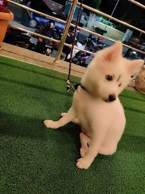 Pomeranian For Sale In Bangalore