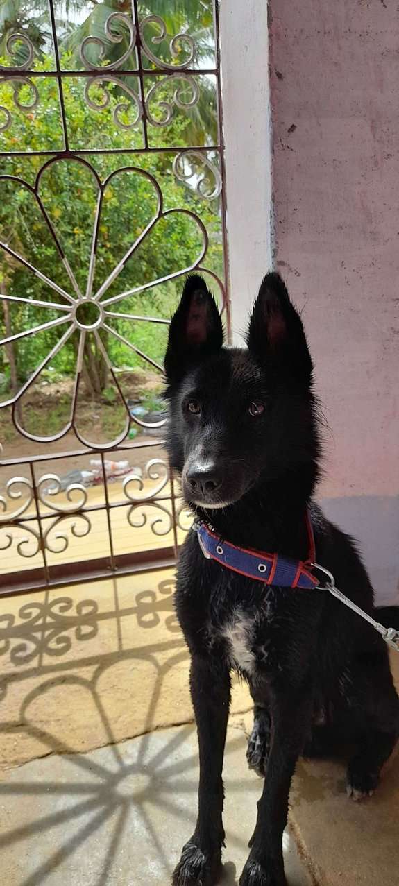 Indian Breed For Adoption In Erode