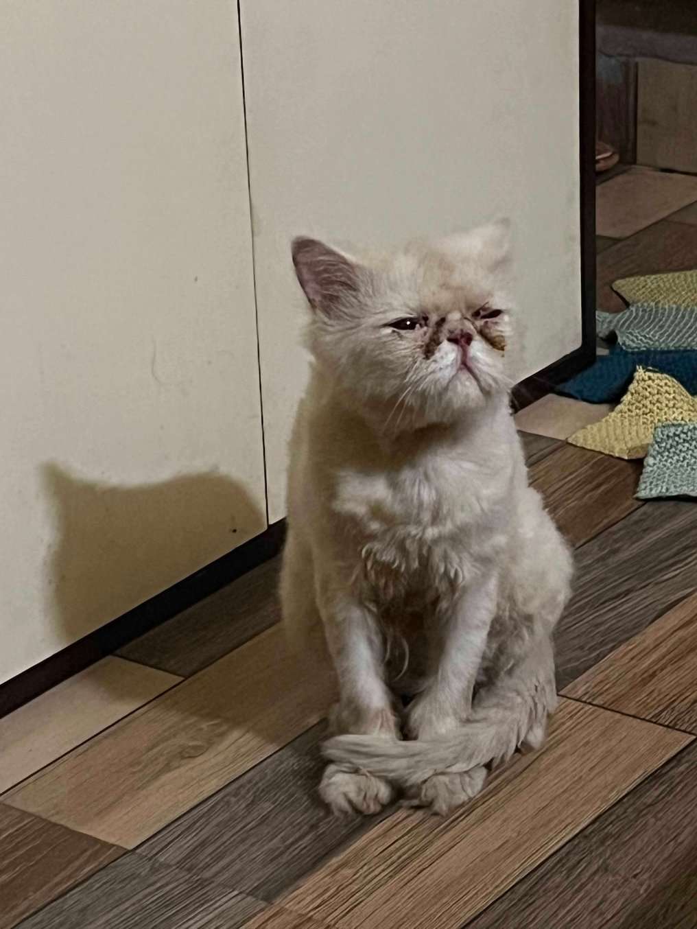 Persian For Adoption In Noida