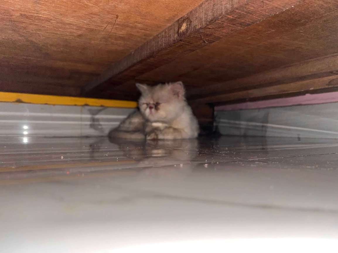 Persian For Adoption In Noida