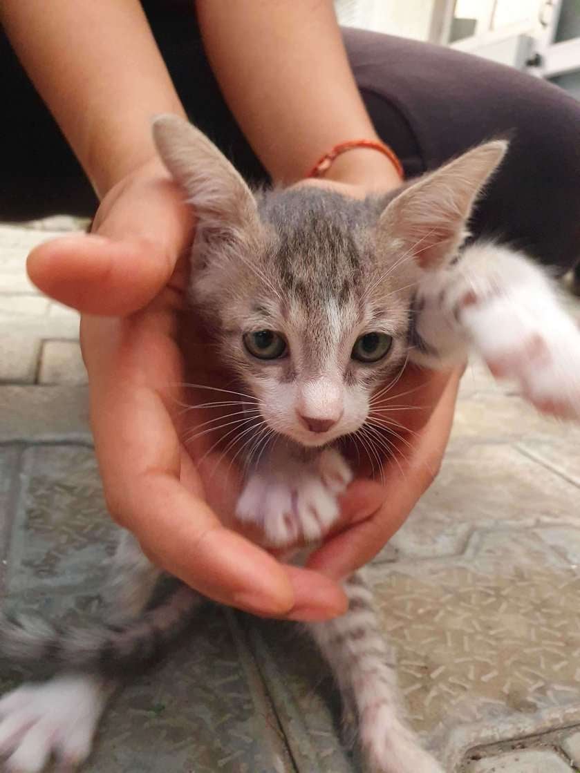 Indian Breed For Adoption In Noida