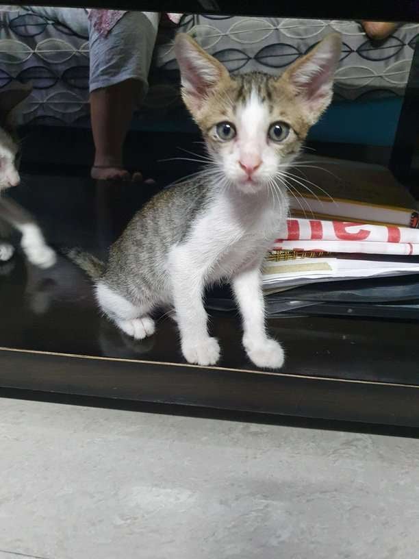 Indian Breed For Adoption In Noida