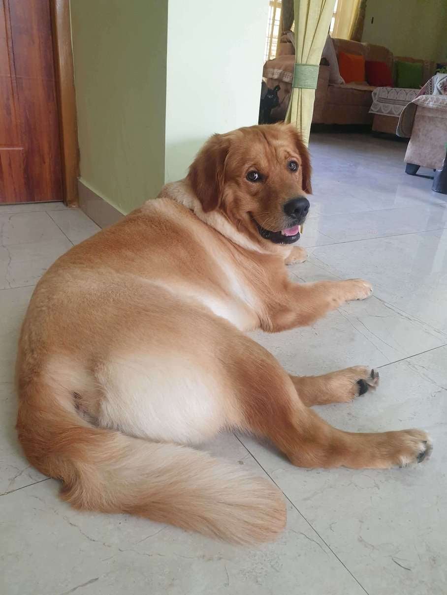 Golden Retriever Dogs For Mating In Dehradun