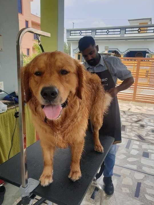 Golden Retriever Dogs For Mating In Dehradun