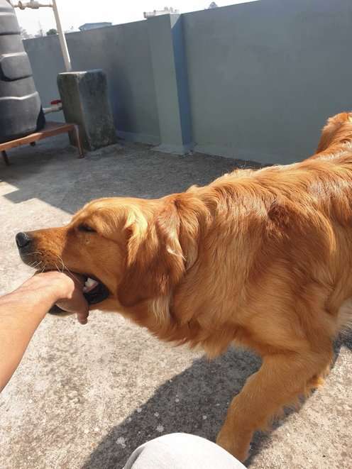 Golden Retriever Dogs For Mating In Dehradun