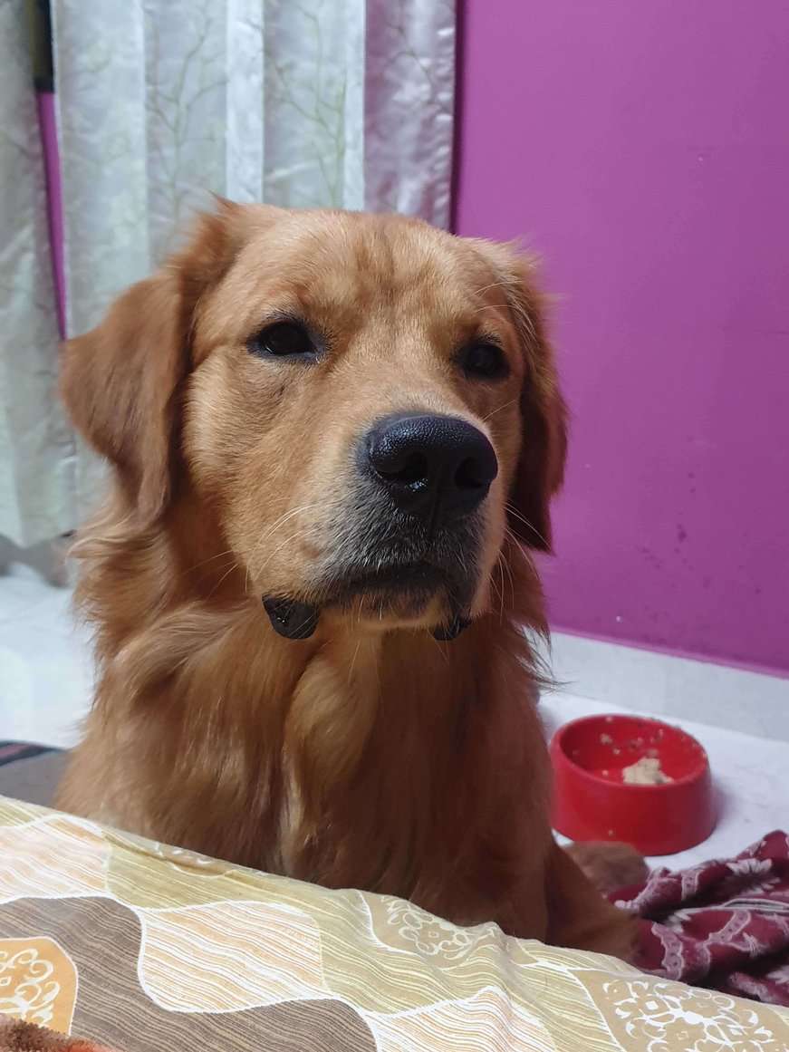 Golden Retriever Dogs For Mating In Dehradun