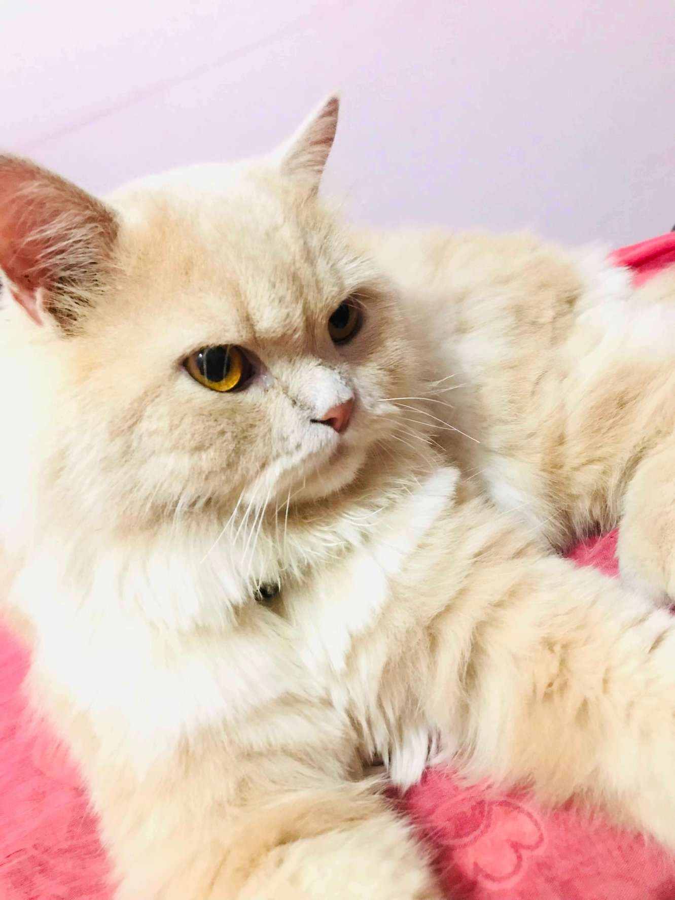 Persian For Sale In Indore