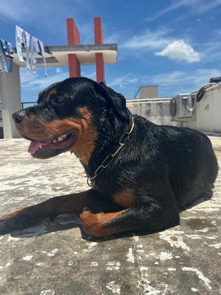 Rottweiler Dogs For Mating In Chennai