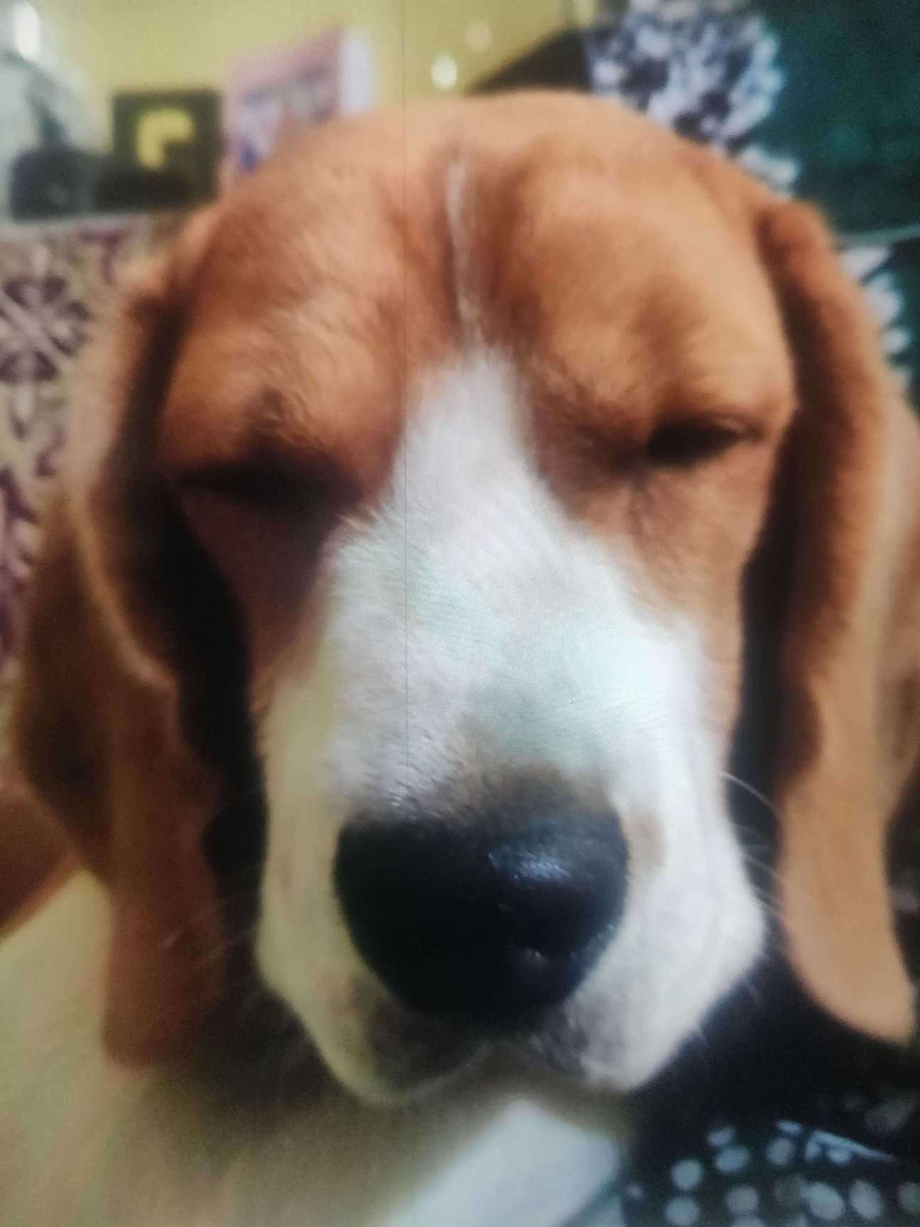 Beagle Dogs For Mating In Bangalore