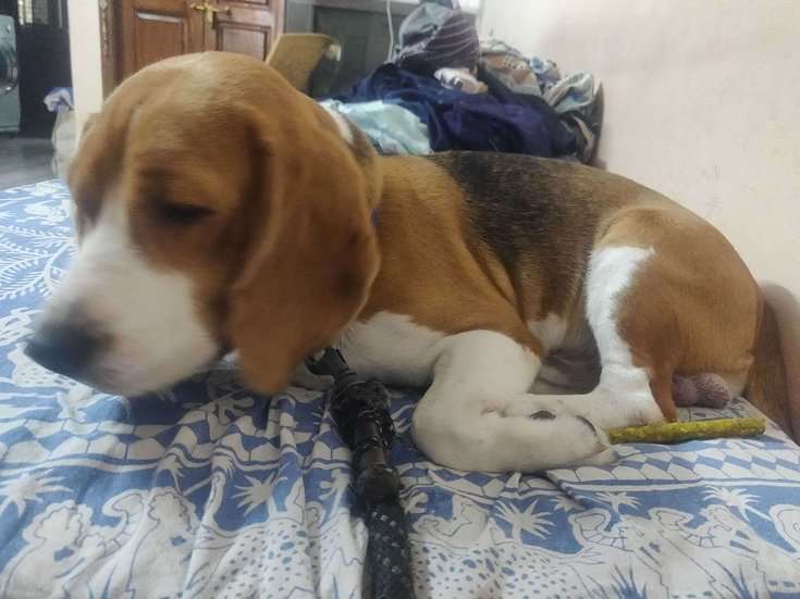Beagle Dogs For Mating In Bangalore