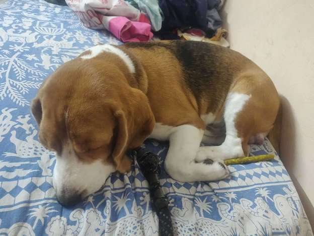 Beagle Dogs For Mating In Bangalore