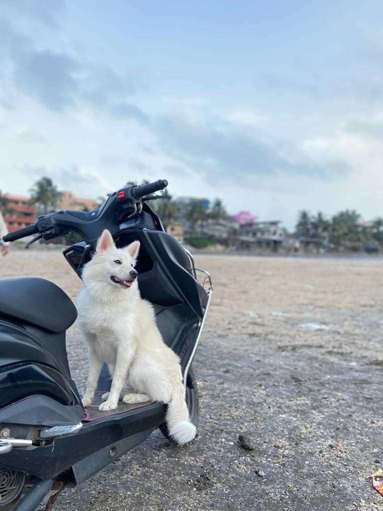 Pomeranian Dogs For Mating In Mumbai