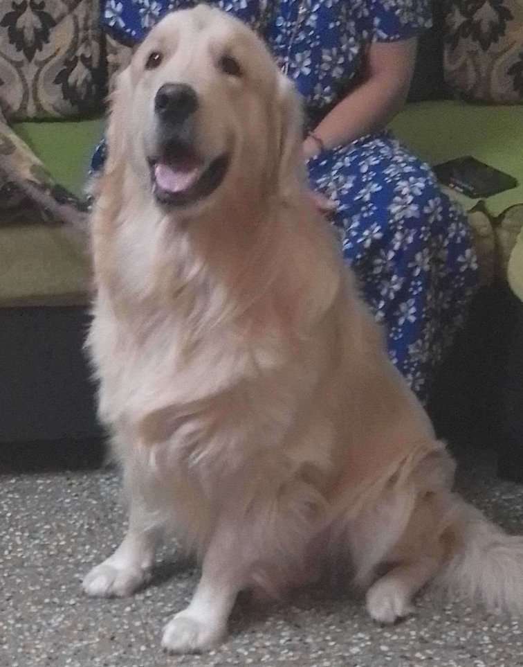 Golden Retriever Dogs For Mating In Bangalore