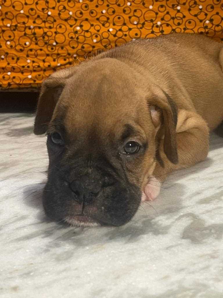 Boxer For Sale In Tirupati