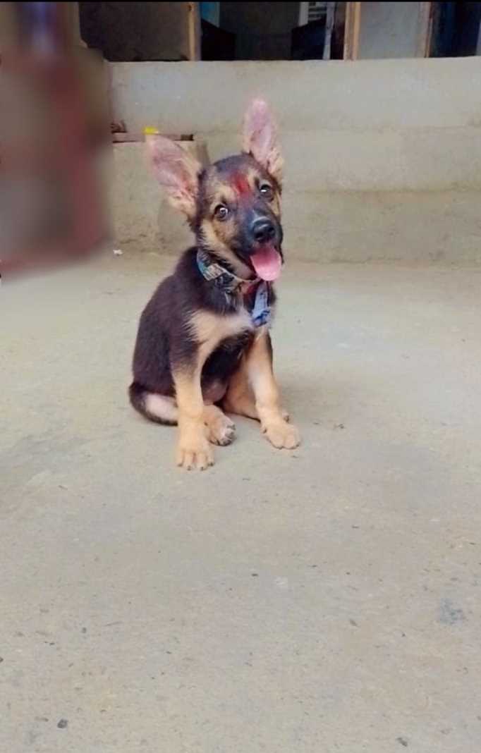 German Shepherd For Sale In Meerut