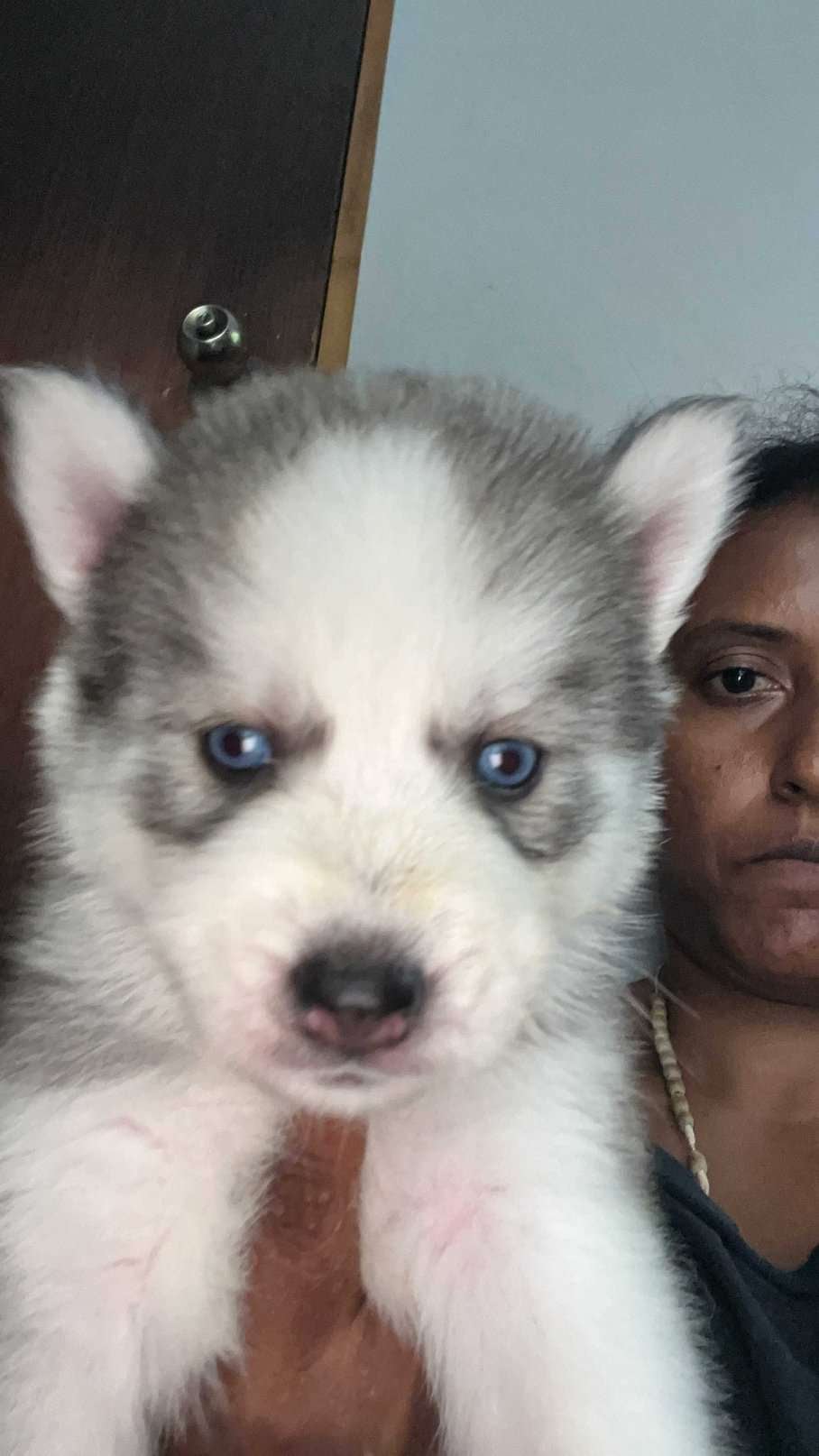Siberian Husky For Sale In Margao