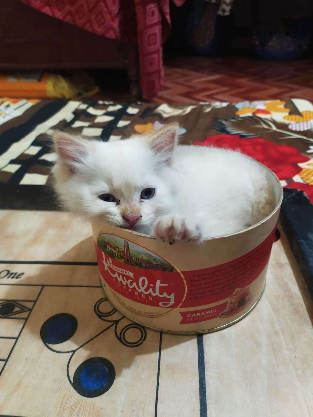 Persian For Sale In Saharanpur