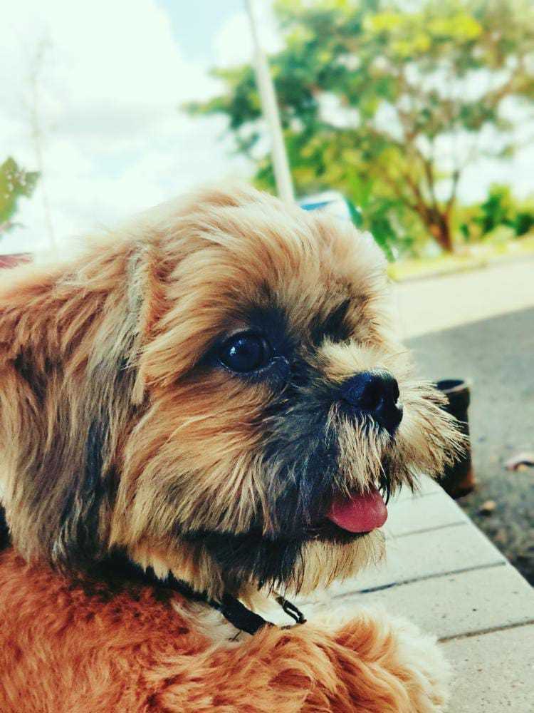 Shih Tzu Dogs For Mating In Bangalore
