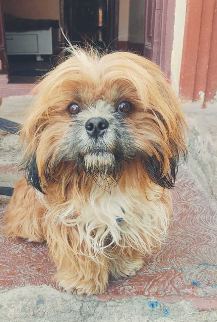 Shih Tzu Dogs For Mating In Bangalore