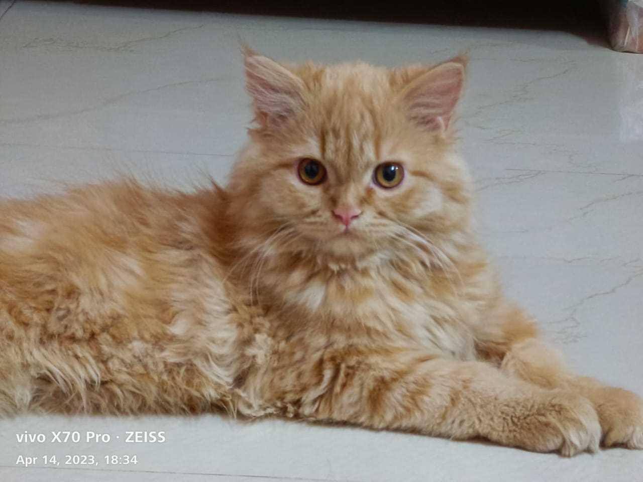 Persian For Sale In Nagpur