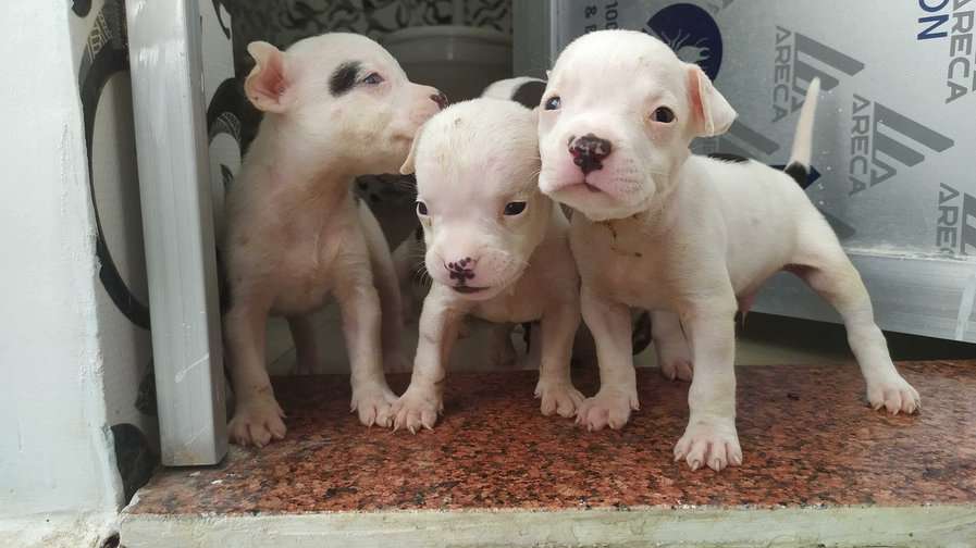 American Bully For Sale In Gorakhpur