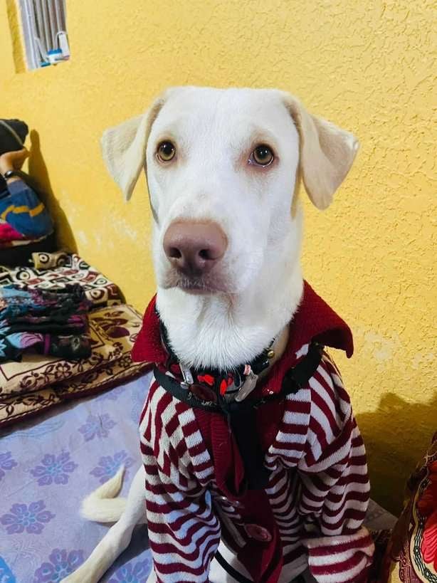 Indian Breed Dogs For Mating In Delhi