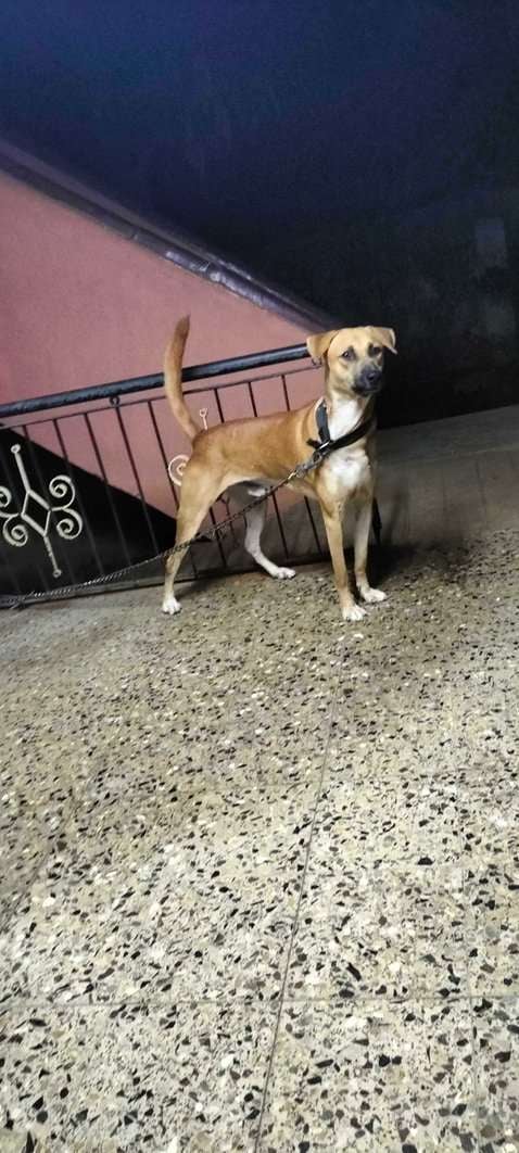 Indian Breed For Adoption In Thanjavur