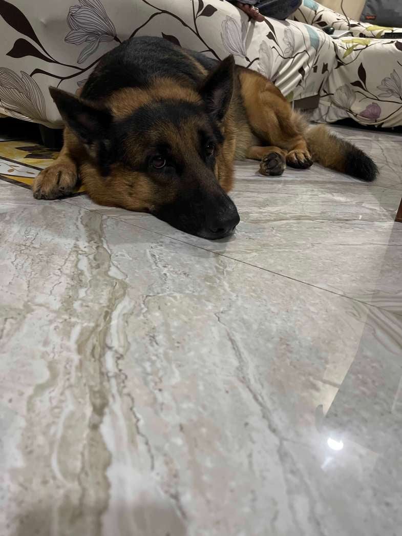 German Shepherd Dogs For Mating In Hyderabad