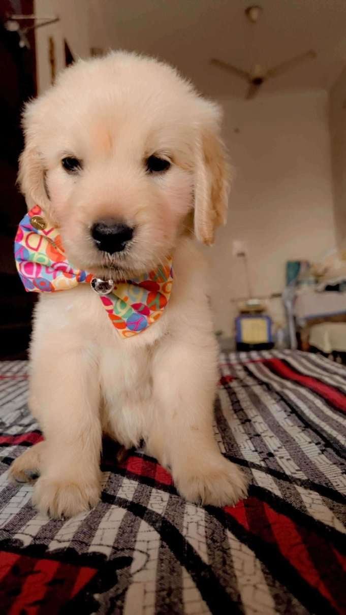 Golden Retriever For Sale In Hoshiarpur