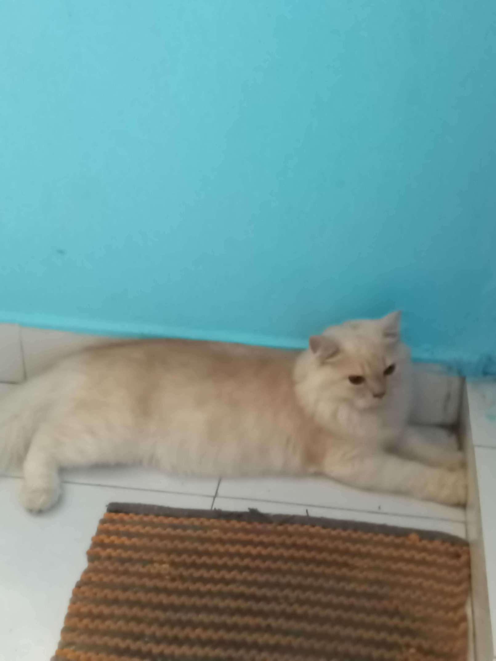 Persian Dogs For Mating In Chennai