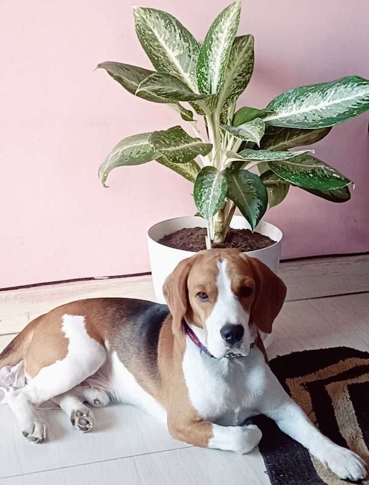 Beagle Dogs For Mating In Hyderabad