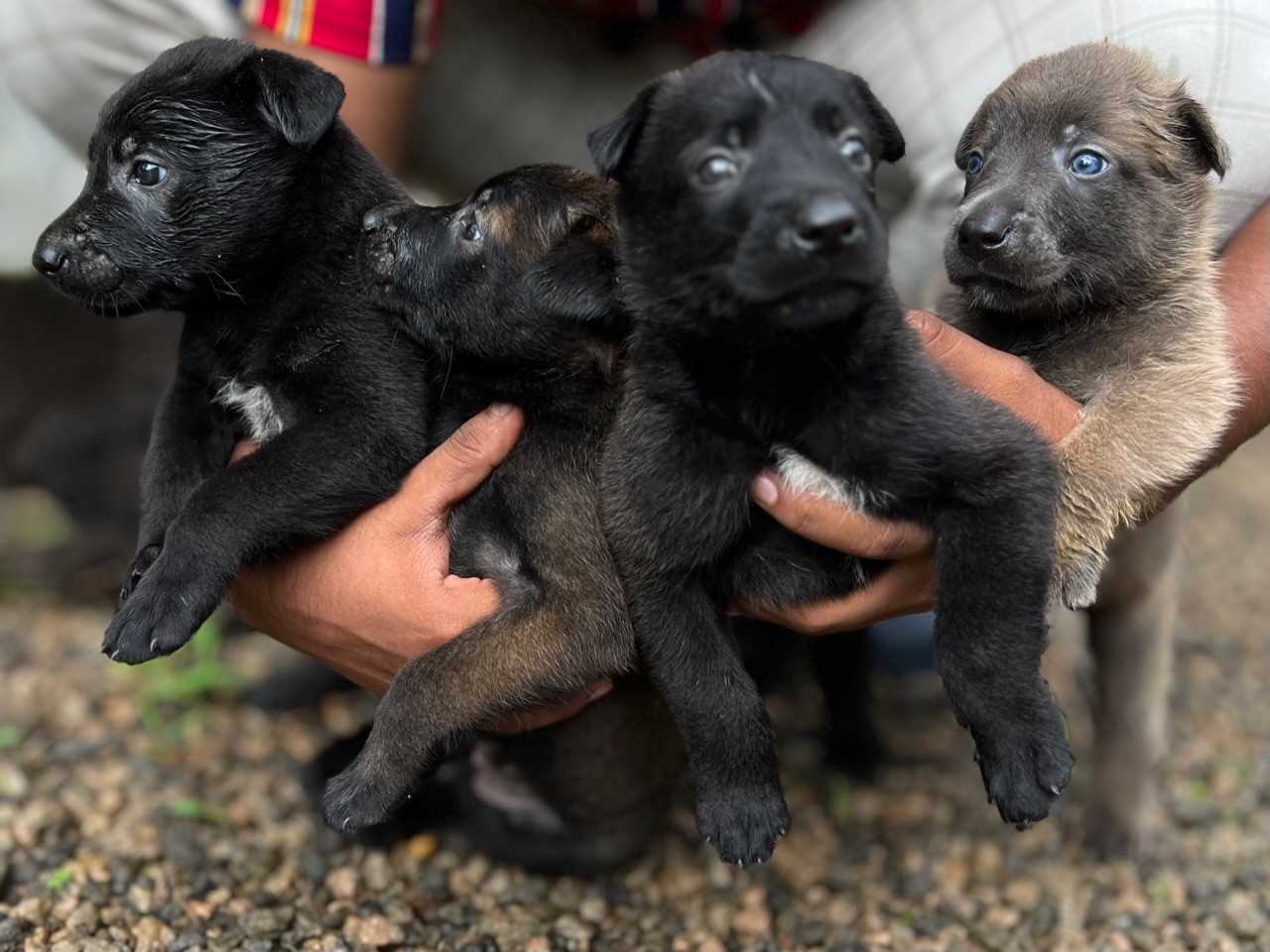 Belgian Malinois For Sale In Thrissur