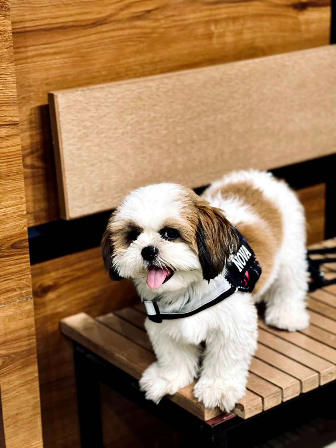 Shih Tzu Dogs For Mating In Chennai