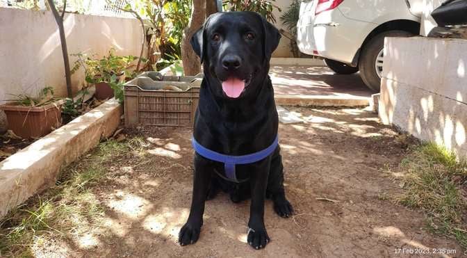 Labrador Retriever Dogs For Mating In Nasik