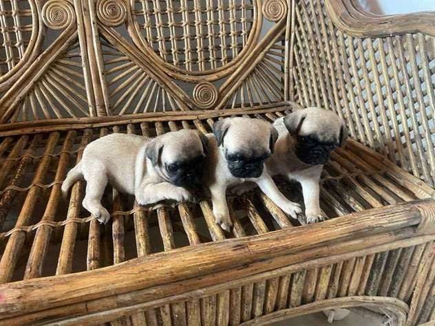 Pug For Sale In Patna