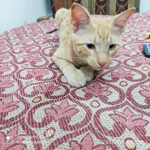Indian Breed For Adoption In Dehradun