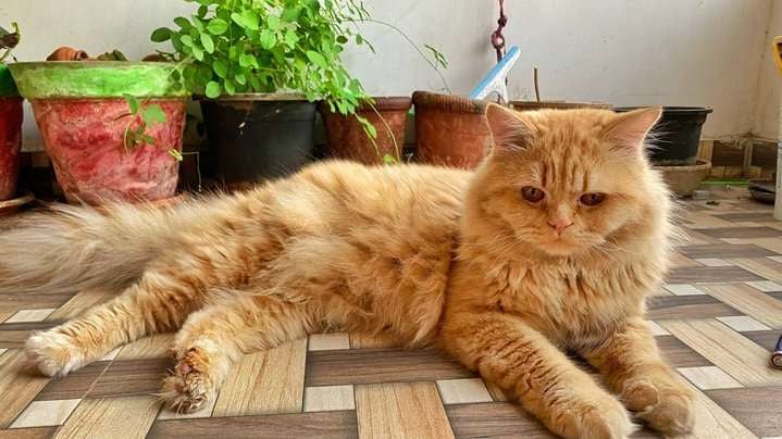 Persian For Adoption In Indore