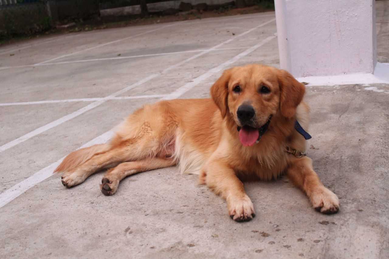Golden Retriever For Adoption In Salem