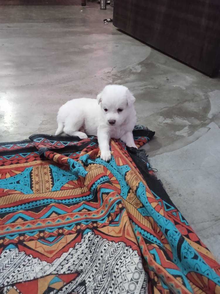 Indian Spitz For Sale In Gaya