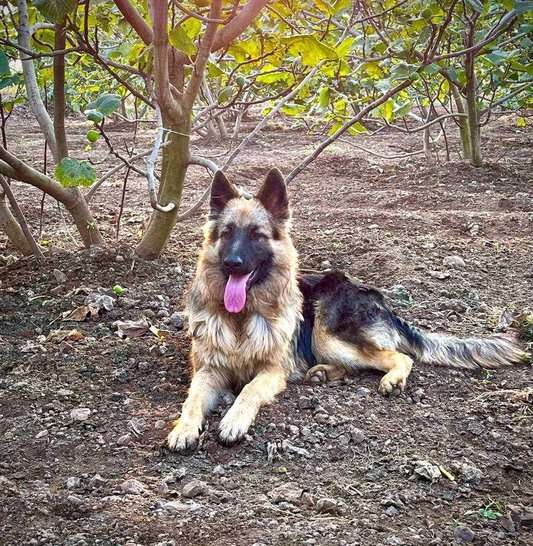 German Shepherd Dogs For Mating In Pune