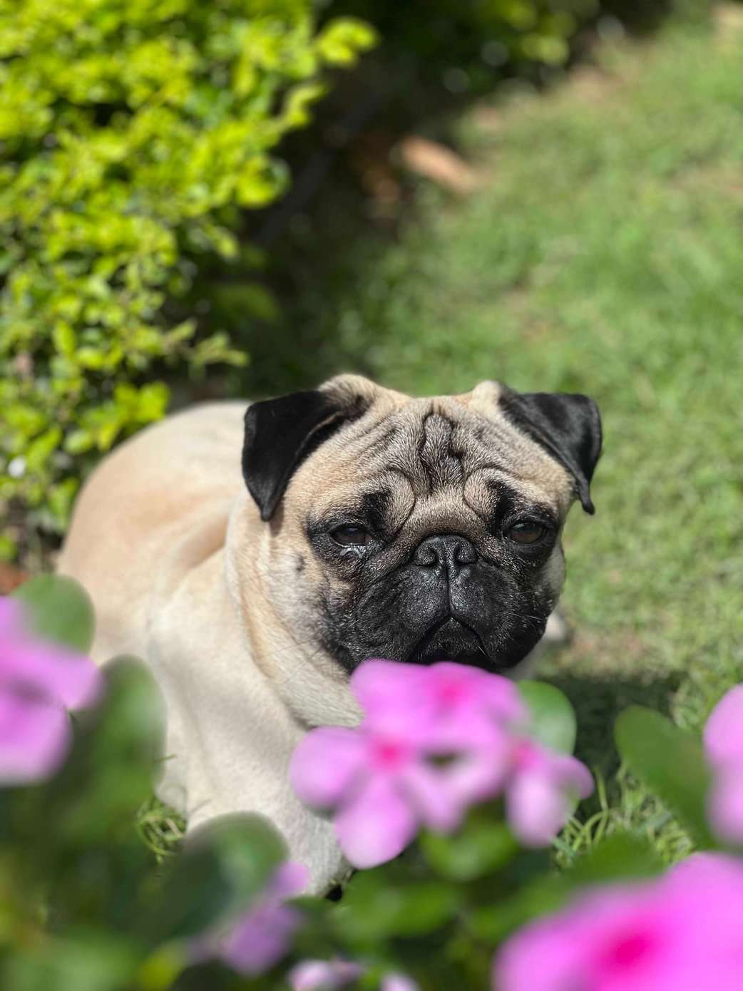 Pug Dogs For Mating In Jammu