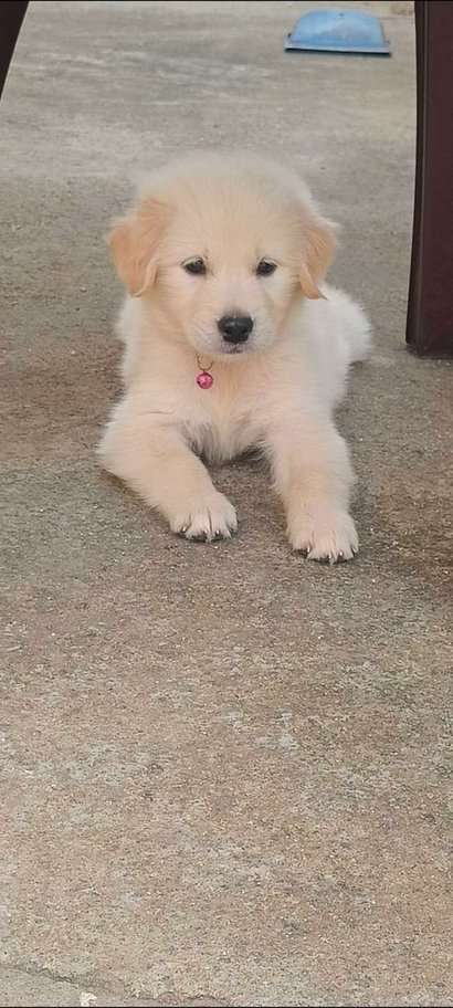 Golden Retriever For Sale In Krishnagiri