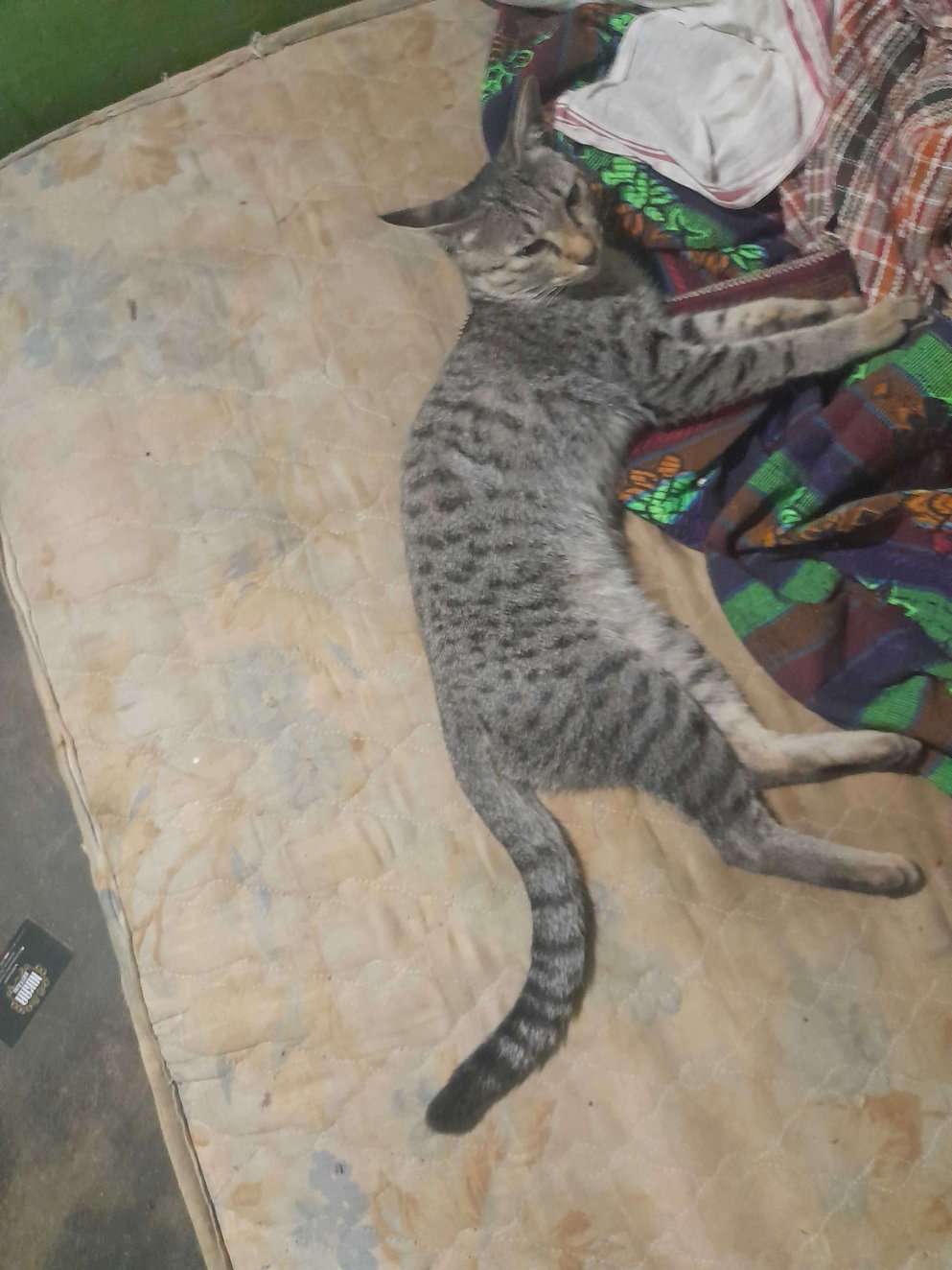 Indian Breed Dogs For Mating In Salem