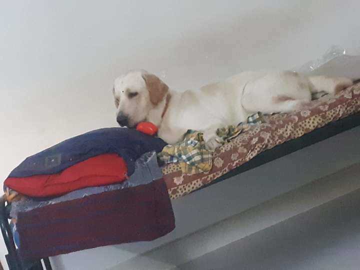 Labrador Retriever Dogs For Mating In Chennai