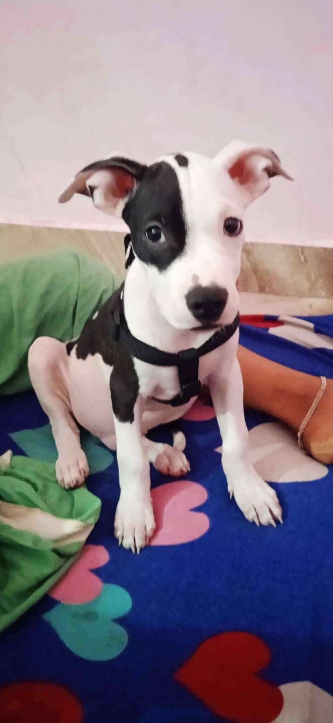 American Pit Bull Terrier For Sale In Delhi