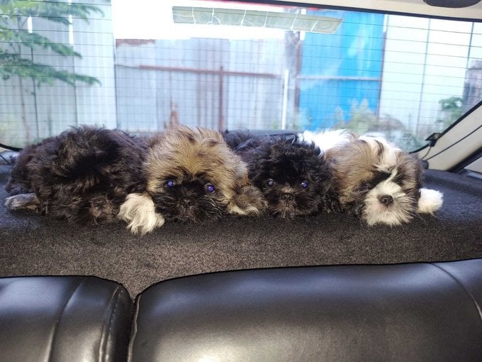 Lhasa Apso For Sale In Bangalore