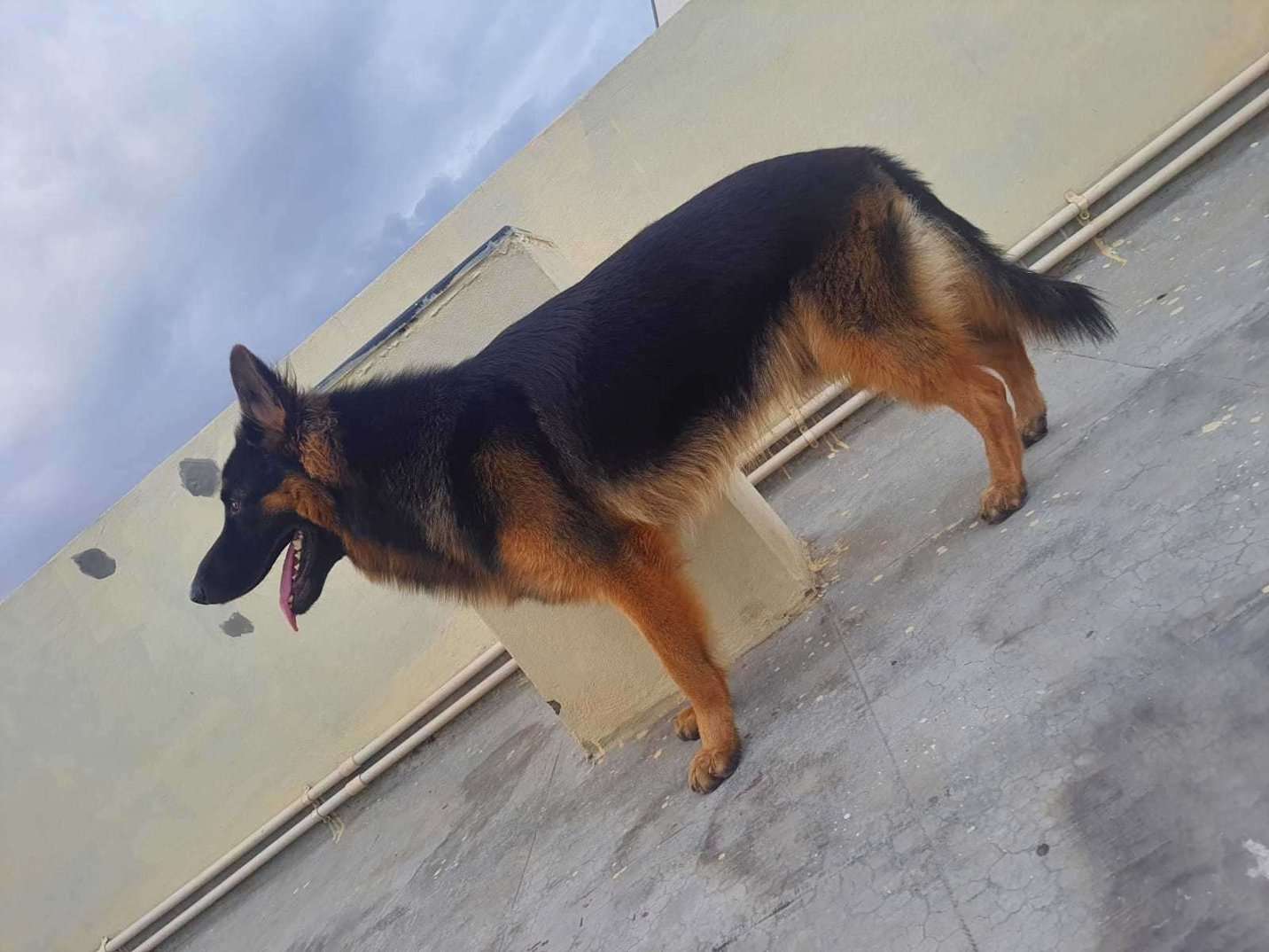 German Shepherd Dogs For Mating In Hyderabad